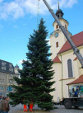 Erster Weihnachtsbaum steht am neuen Markt in Forst
